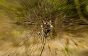 Tiger at Ranthambhore Tiger Reserve - India © Aditya Dicky Singh Photography